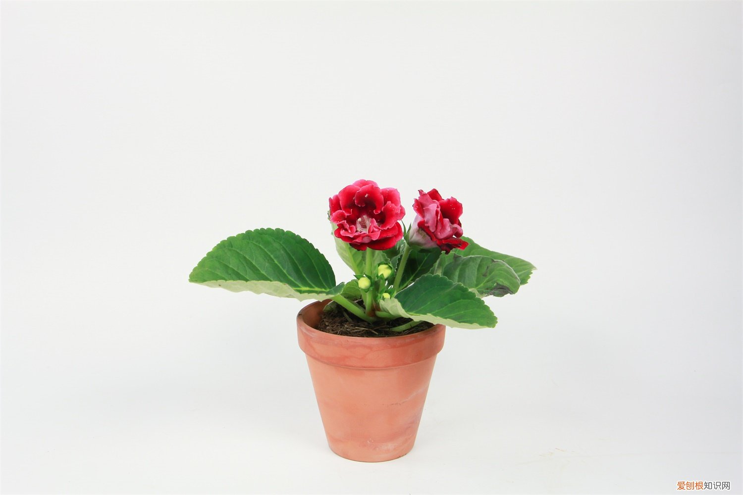 大岩桐不开花怎么回事,怎么催花