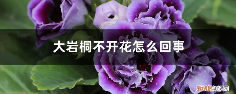 大岩桐不开花怎么回事,怎么催花