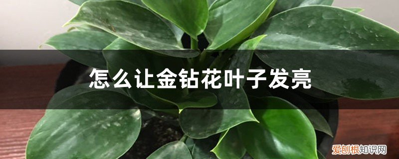 金钻叶子可以喷水吗 怎么让金钻花叶子发亮，怎么浇水