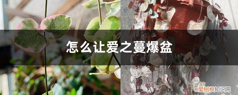 爱之蔓怎么扦插繁殖 怎么让爱之蔓爆盆，怎么扦插