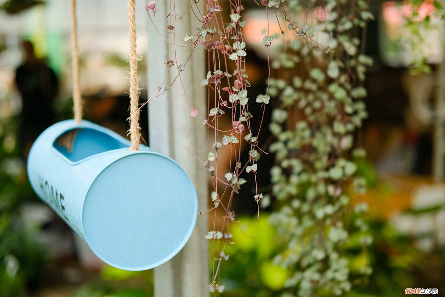 爱之蔓怎么扦插繁殖 怎么让爱之蔓爆盆，怎么扦插