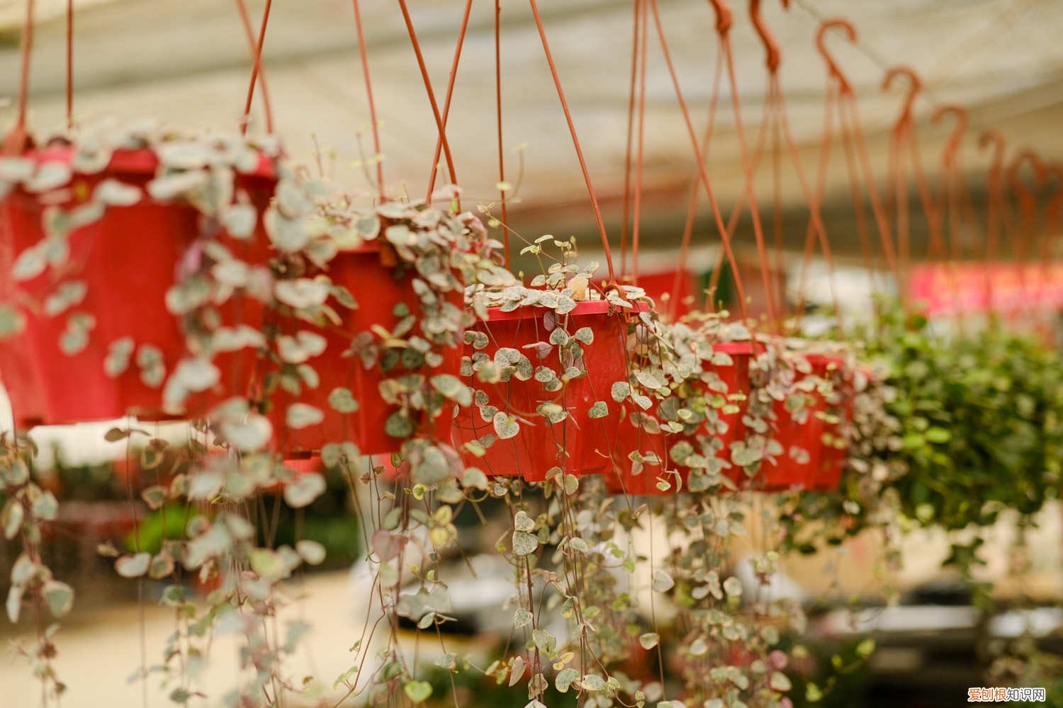 爱之蔓怎么扦插繁殖 怎么让爱之蔓爆盆，怎么扦插