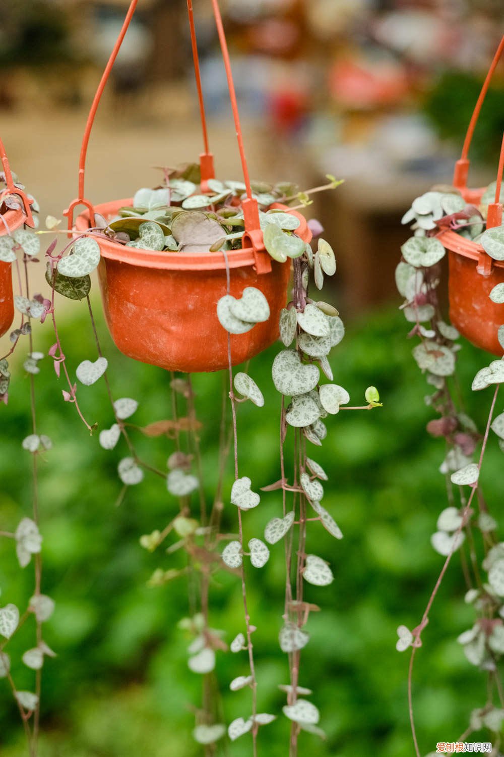 爱之蔓怎么扦插繁殖 怎么让爱之蔓爆盆，怎么扦插