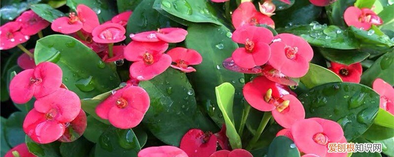 怎么让虎刺梅开花多 怎么让虎刺梅开花，开过花怎么处理