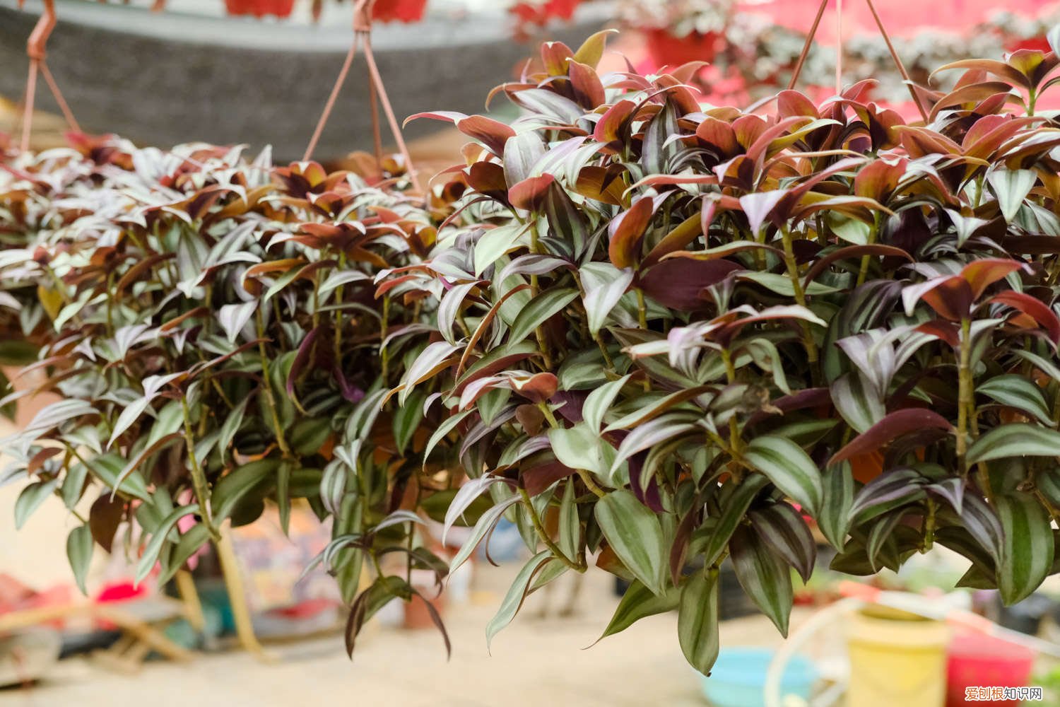 吊竹梅插枝后多久浇水 吊竹梅怎样插扦爆盆,扦插后几天浇水