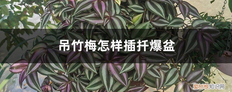 吊竹梅插枝后多久浇水 吊竹梅怎样插扦爆盆,扦插后几天浇水