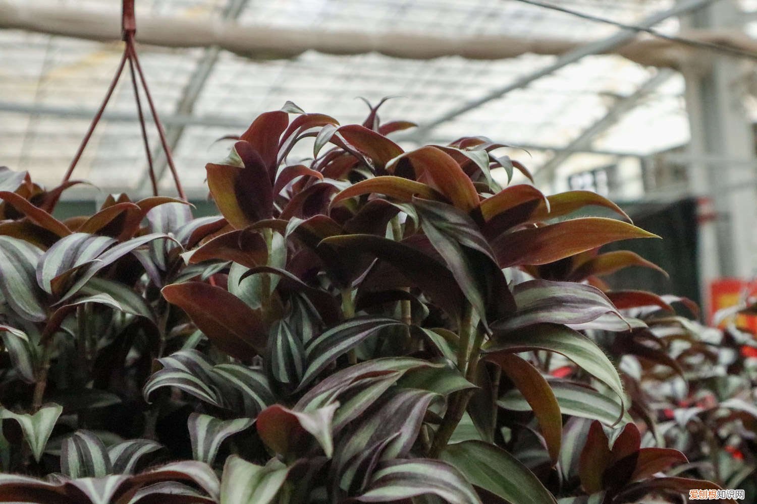 吊竹梅插枝后多久浇水 吊竹梅怎样插扦爆盆,扦插后几天浇水