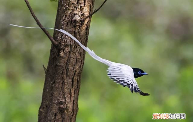 白寿带鸟多少钱一只