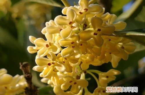 图 盆栽桂花用什么土最好 盆栽桂花怎样配盆土