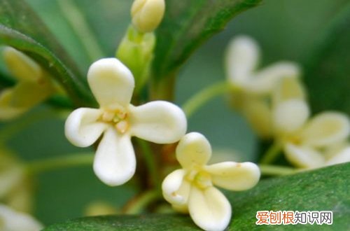 图 盆栽桂花用什么土最好 盆栽桂花怎样配盆土