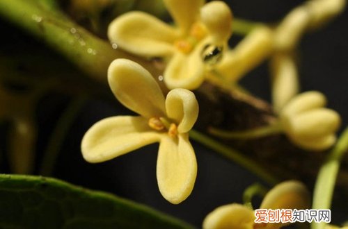 图 盆栽桂花用什么土最好 盆栽桂花怎样配盆土