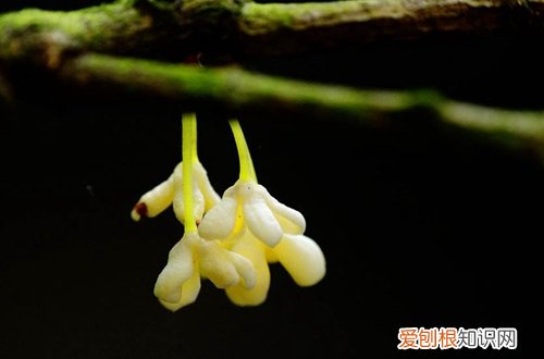 图 盆栽桂花用什么土最好 盆栽桂花怎样配盆土