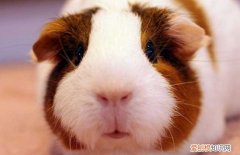 荷兰猪会不会撑死一直吃，荷兰猪为啥一直吃