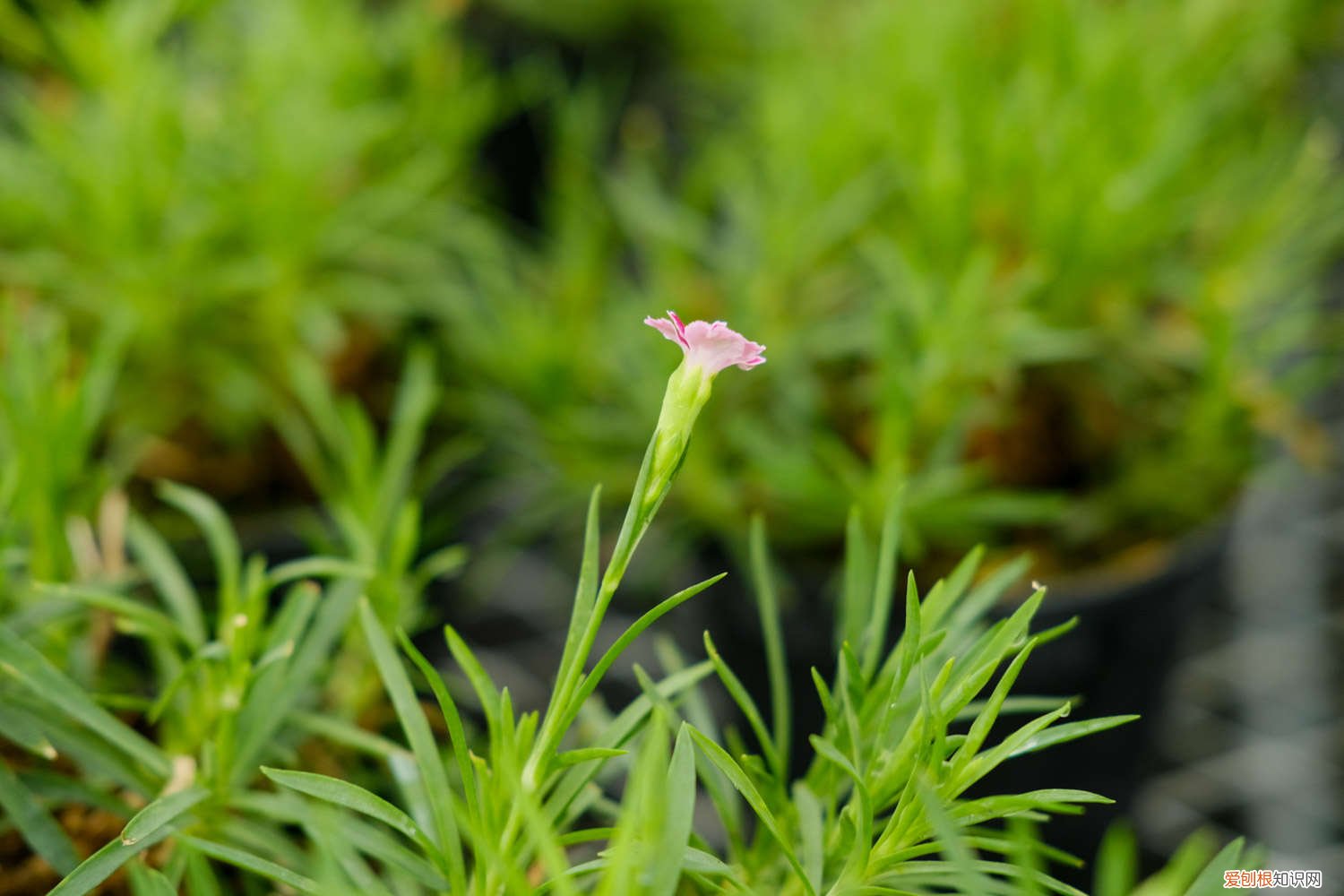 康乃馨开花的时候可以喷水吗 怎么让康乃馨快速开放，有花苞能喷水吗