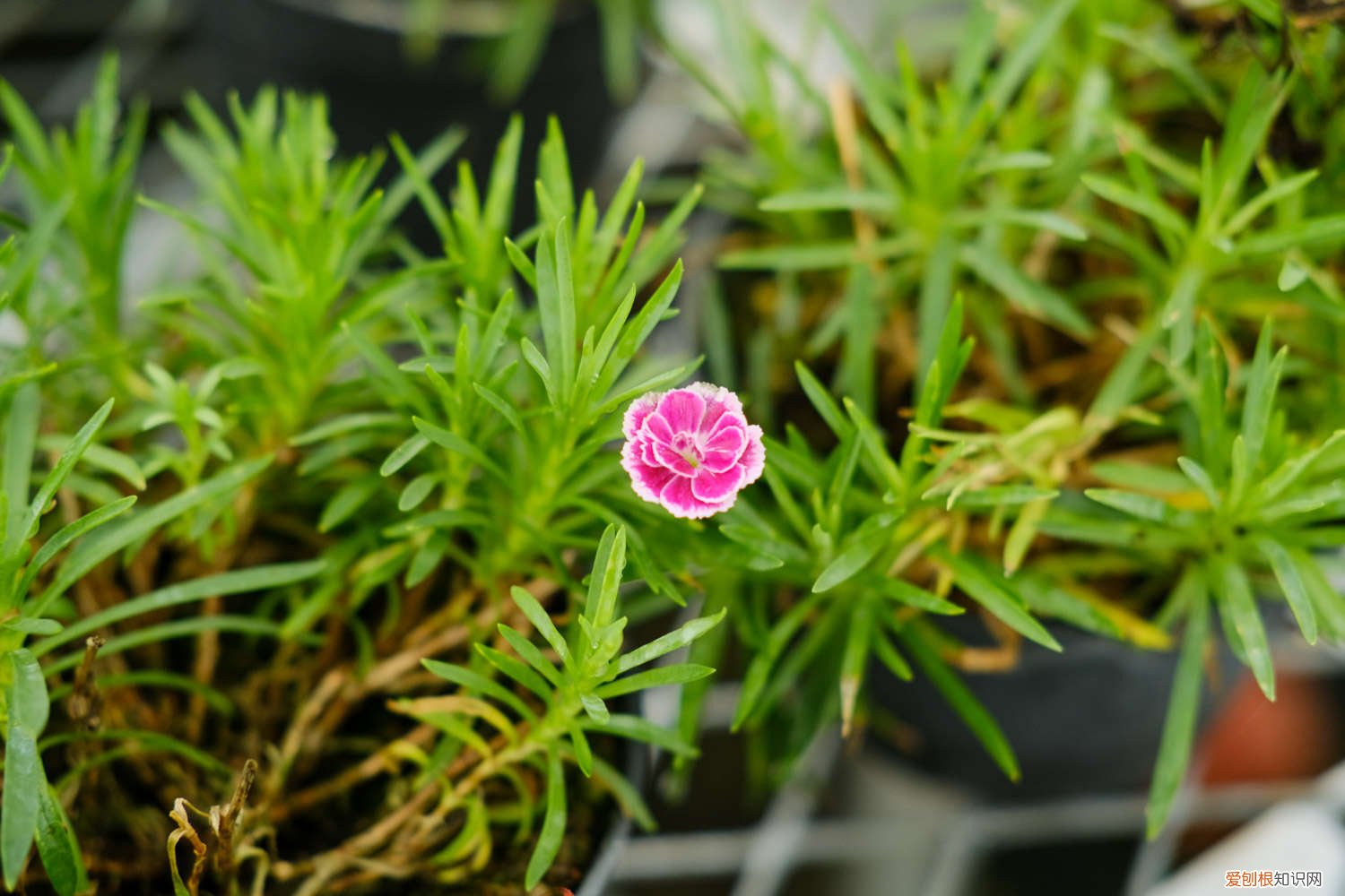 康乃馨开花的时候可以喷水吗 怎么让康乃馨快速开放，有花苞能喷水吗