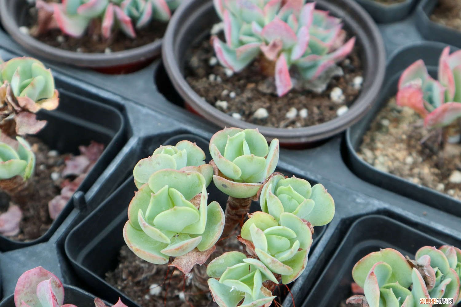 奥利维亚多肉怎么养护 奥利维亚多肉的叶子蔫是缺水么