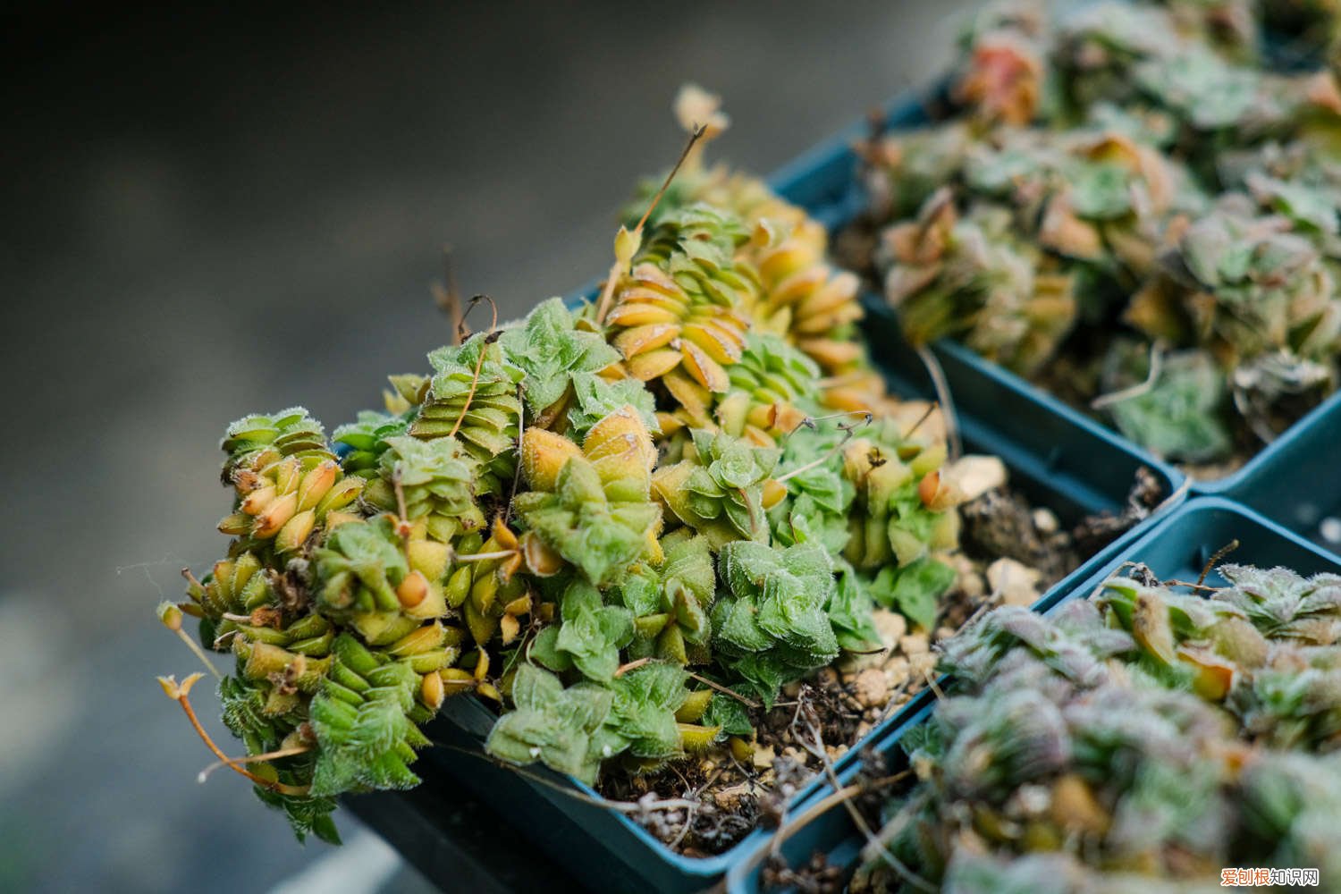 奥利维亚多肉怎么养护 奥利维亚多肉的叶子蔫是缺水么