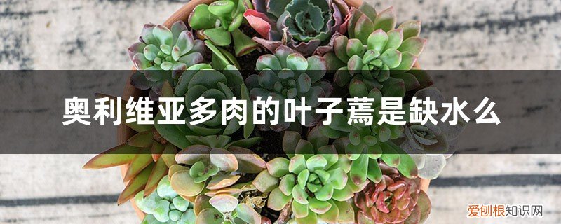 奥利维亚多肉怎么养护 奥利维亚多肉的叶子蔫是缺水么