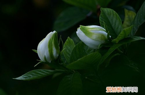 图 栀子花用什么土种最好 栀子花怎样配制营养土