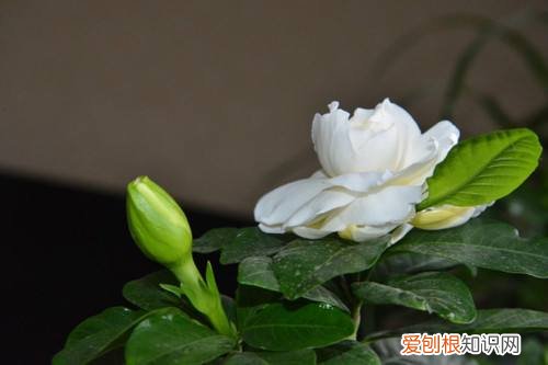 图 栀子花用什么土种最好 栀子花怎样配制营养土