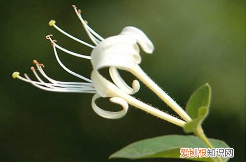 图 盆栽金银花用什么土 金银花盆栽土壤配比方法