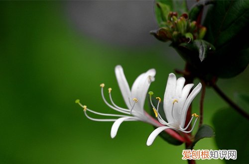 图 盆栽金银花用什么土 金银花盆栽土壤配比方法