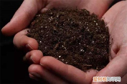 图 盆栽金银花用什么土 金银花盆栽土壤配比方法