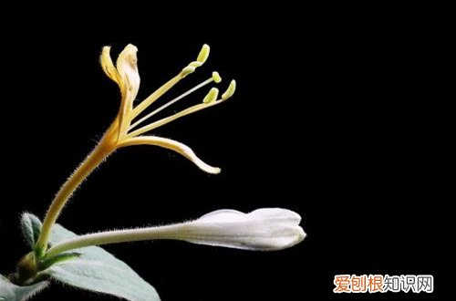 图 盆栽金银花用什么土 金银花盆栽土壤配比方法