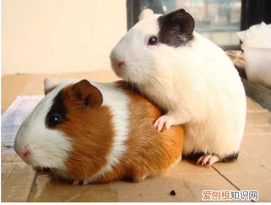 如何判断豚鼠快生了，豚鼠生完宝宝后怎么办