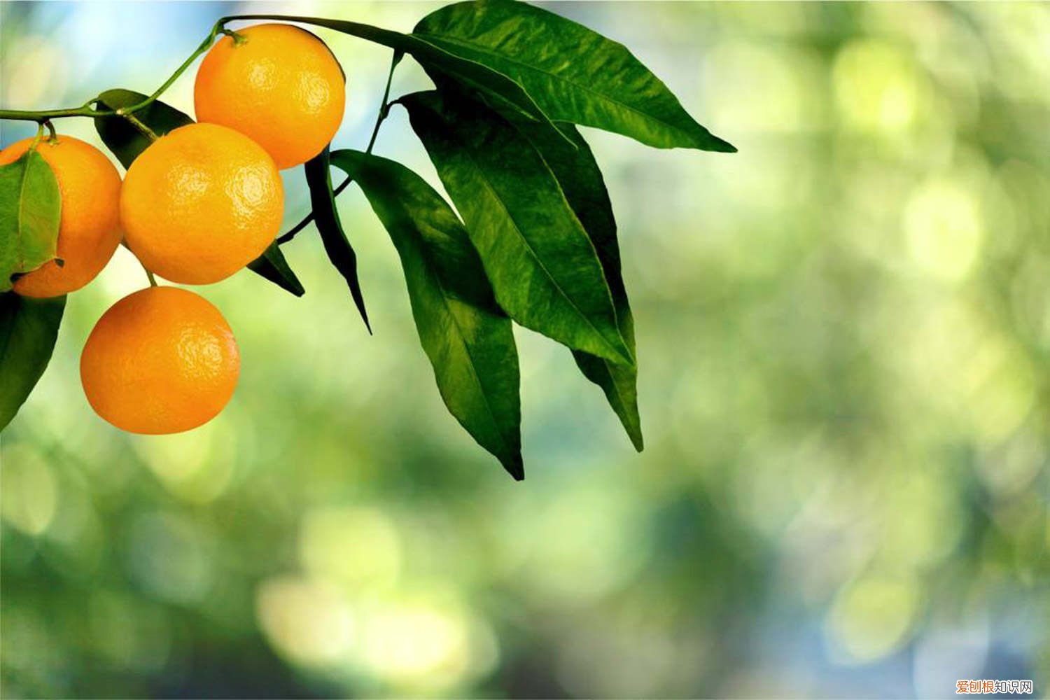 橘子种种几年可以结果 橘子种子怎么种，几年可结果