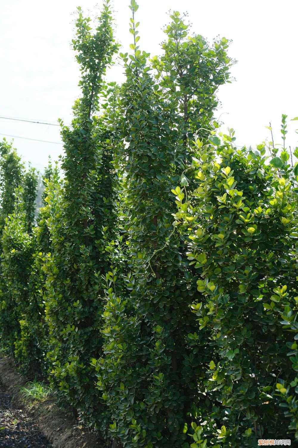 黄杨盆景的养护怎么浇水和光照 黄杨盆景怎么养，冬天怎么浇水