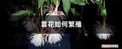 昙花刚种下要浇水吗 昙花如何繁殖，刚插下去的昙花什么时候浇水