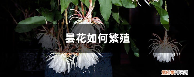 昙花刚种下要浇水吗 昙花如何繁殖，刚插下去的昙花什么时候浇水