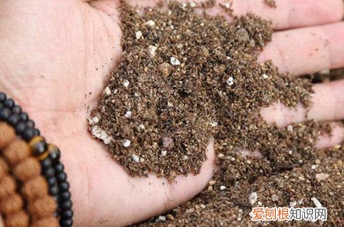 图 七里香用什么土种 七里香怎样配土