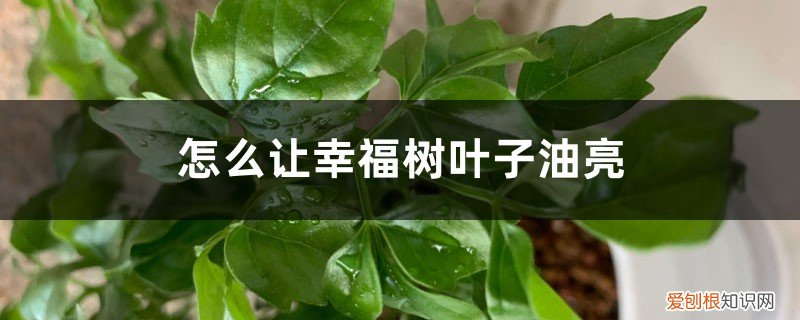 怎么使幸福树叶子油亮 怎么让幸福树叶子油亮，叶子能喷水吗