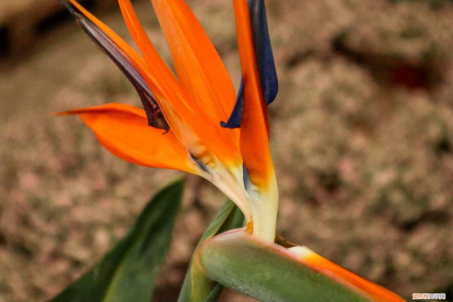 鹤望兰剪断后能不能重新发芽 怎么让鹤望兰长侧芽,剪光叶子还能再长吗