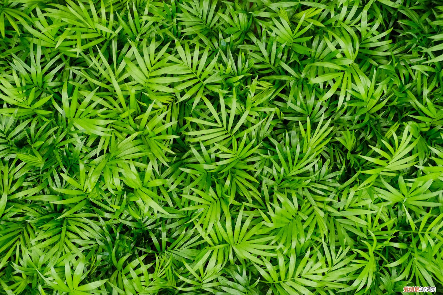 袖珍椰子的叶子发黄干枯怎么办 怎么让袖珍椰子多长叶子，叶子发黄干枯怎么办