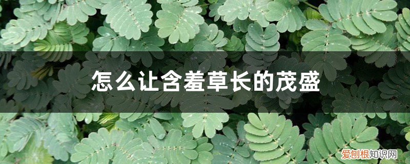 含羞草疯长怎么修剪 怎么让含羞草长的茂盛，长太高了怎么修剪