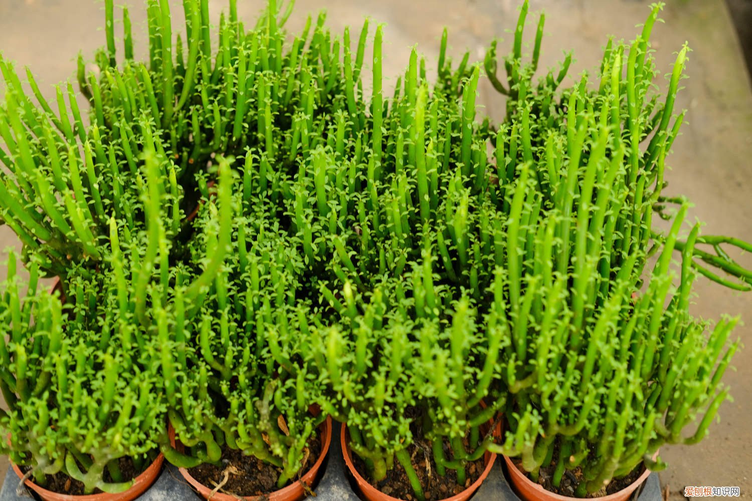 光棍树太高了怎么修剪后怎么叶插 怎么让光棍树分叉，太高了怎么修剪