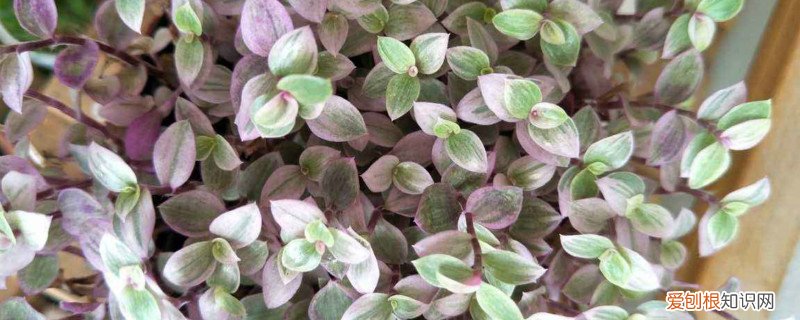 胭脂云怎么养殖 胭脂云的养殖方法和注意事项