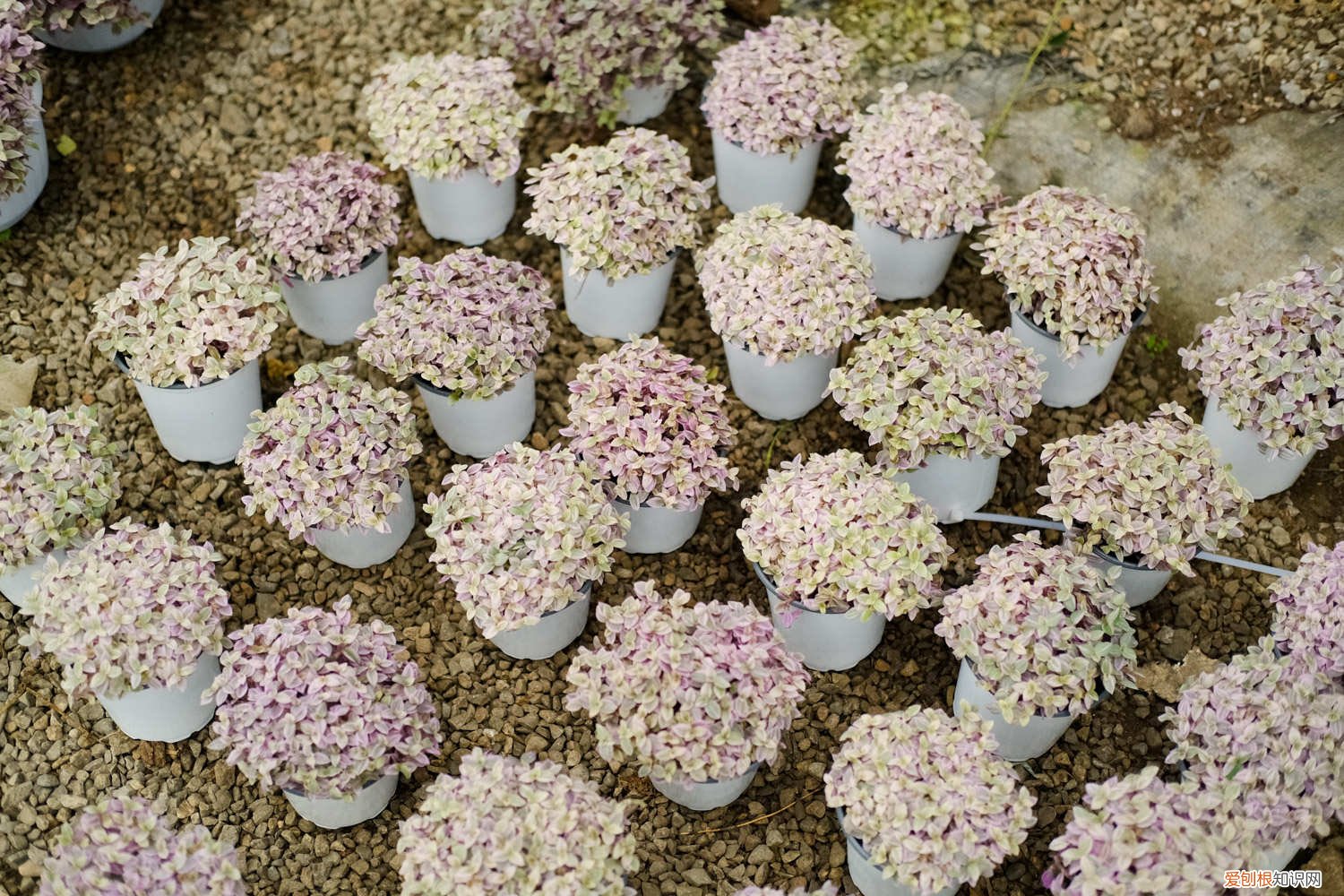 胭脂云怎么养殖 胭脂云的养殖方法和注意事项