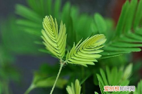 含羞草用什么土栽培好 含羞草用什么土养？含羞草用什么肥料怎么施肥