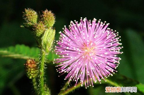 含羞草用什么土栽培好 含羞草用什么土养？含羞草用什么肥料怎么施肥