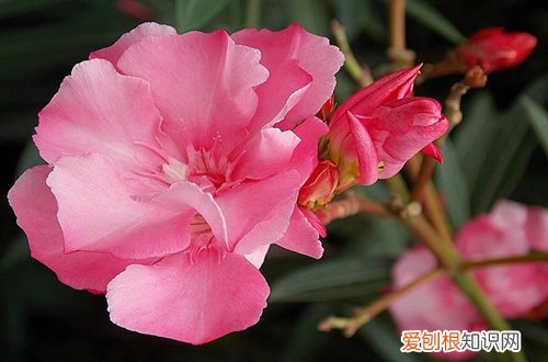 图 盆栽夹竹桃怎么养殖 盆栽夹竹桃的养殖方法和注意事项