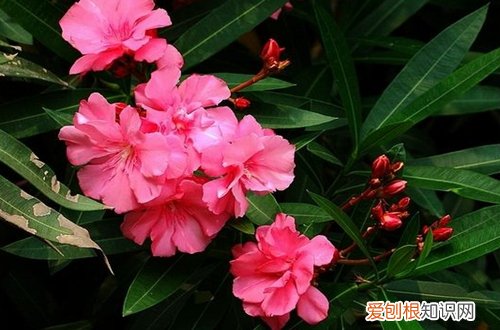 图 盆栽夹竹桃怎么养殖 盆栽夹竹桃的养殖方法和注意事项