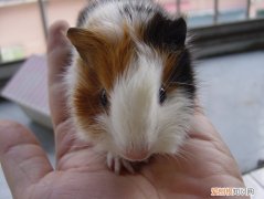 为什么荷兰猪突然死了，荷兰猪突然死掉了