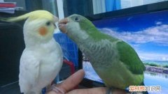 鹦鹉和尚的挑选，鹦鹉和尚的挑选方式