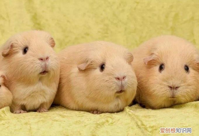 荷兰猪可以用人的沐浴露洗澡吗,荷兰猪能用人用的沐浴露吗