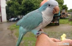 和尚鹦鹉冬天怎么养