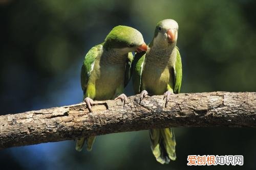 和尚鹦鹉公的好还是母的好，和尚鹦鹉公的说话好还是母的说话好